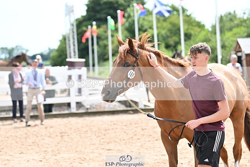 240717A-144519-02263 - Trot Up 2pm to 3pm - This folder is not in time order