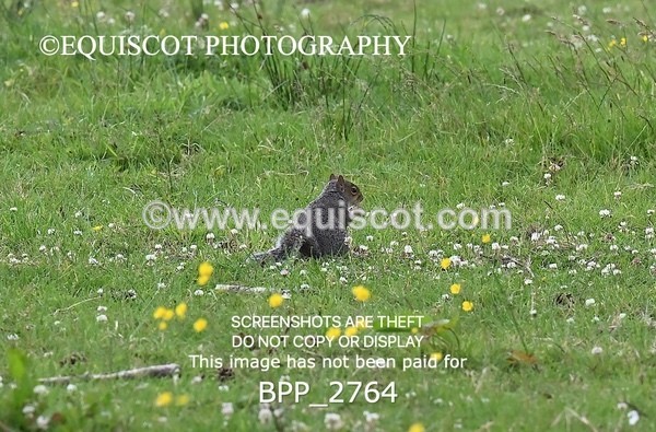 BPP_2764 - CLASS 4 Club 80cms Open