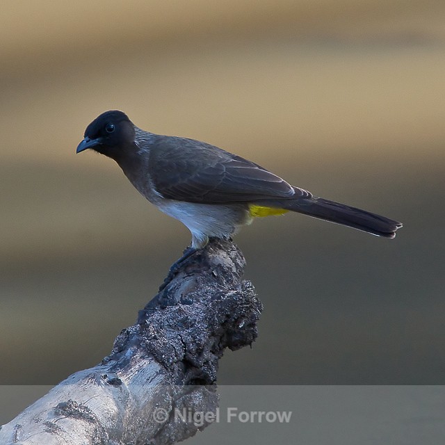 Dark-capped (Black-eyed) Bulbul perched on a branch above a water hole - Dark-capped Bulbul