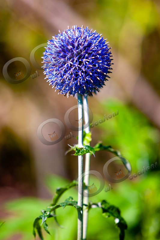 allium-7587 - Plants and trees