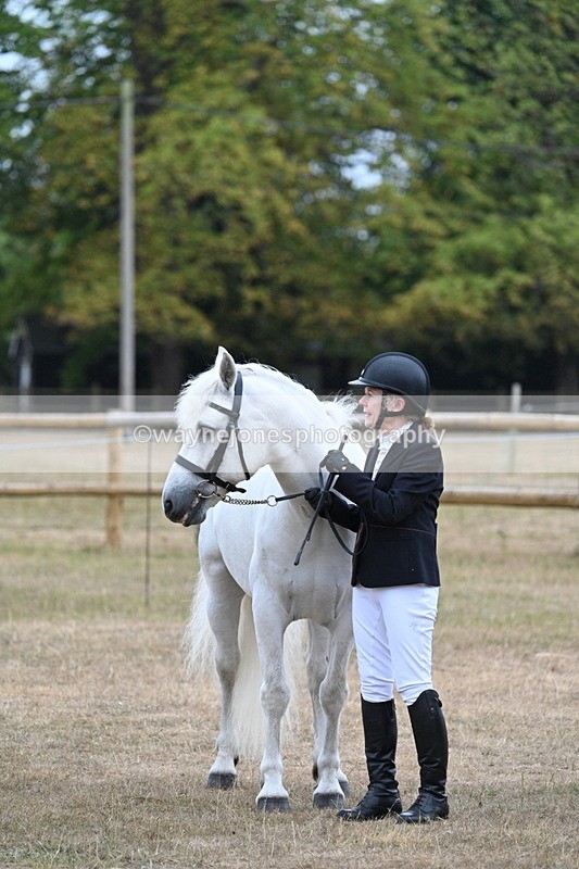 WJ7_9771 - Class 5a Most Handsome Gelding (above 14.2hh)