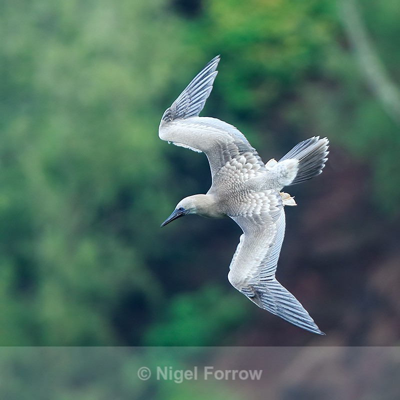Red-footed Booby (juvenile) diving, Kilauea Point, Kauai - Red-footed Booby