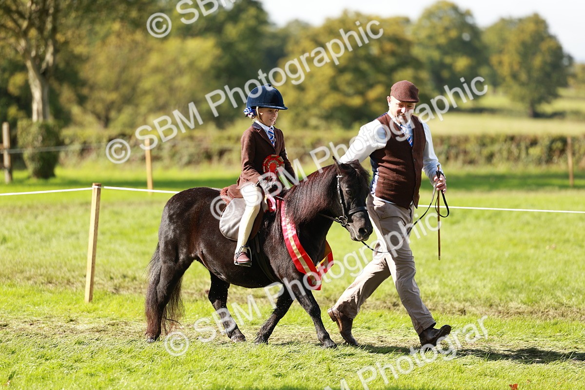 SBM_42226 - S32 - Mountain & Moorland Working Hunter Pony