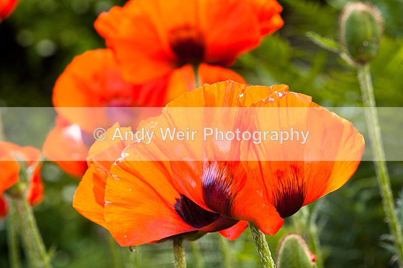 20130621-_MG_4366 - Plants & Flowers