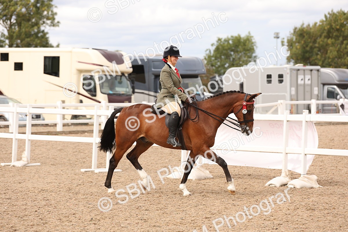 SBM_17384 - Class 214 - Ridden Hack Riding Horse