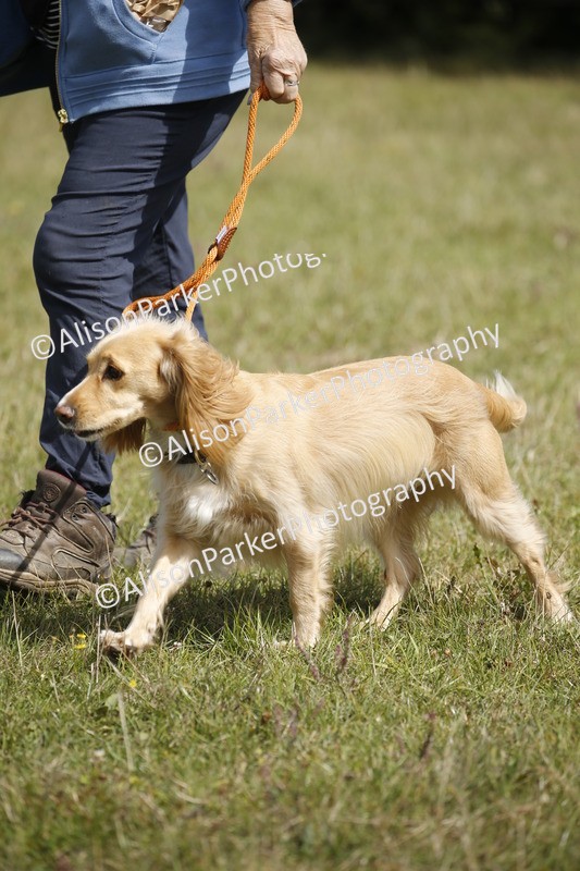 20250831-3761 - Dog Show