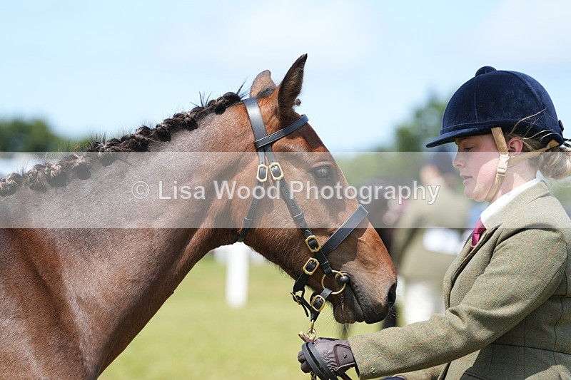 DSC06253 - Class 54: Hunter/Riding Horse/Hack 1 & 2 yr olds