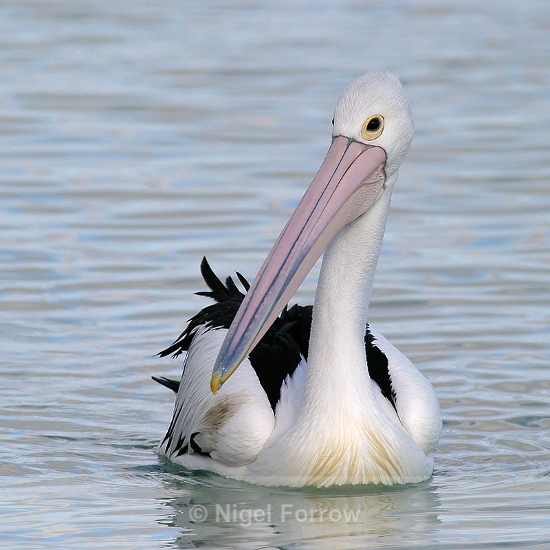 Australian Pelican on the water at Monkey Mia - Australian Pelican