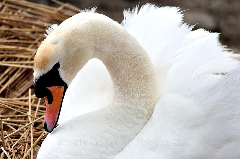 - White Swans and Cygnets