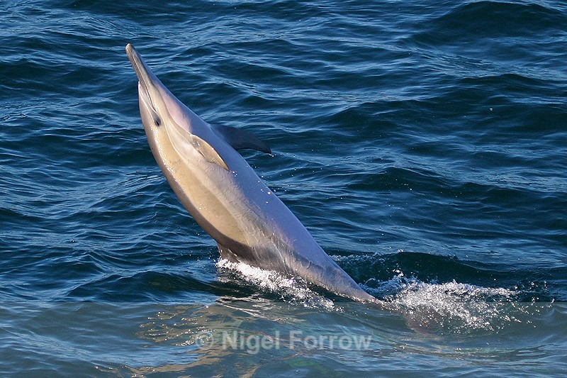 Bottle-nosed Dolphin in Walker Bay, South Africa - Dolphin