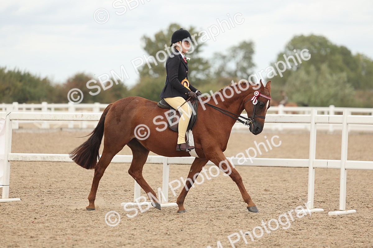 SBM_16090 - Class 311 - Ridden Show pony-Show hunter Pony