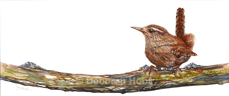 Wren on a Branch - Birds