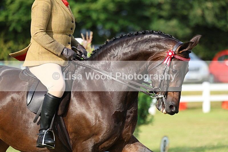 3E7A7855 - Class 1: Rising Star Small Hack/Riding Horses