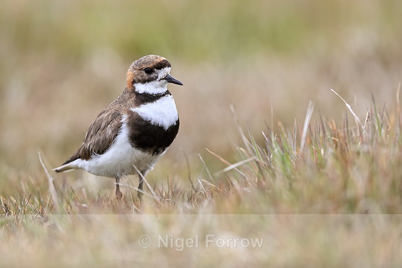 Two-banded Plover upright stance, Carcass Island, Falklands - Two-banded Plover
