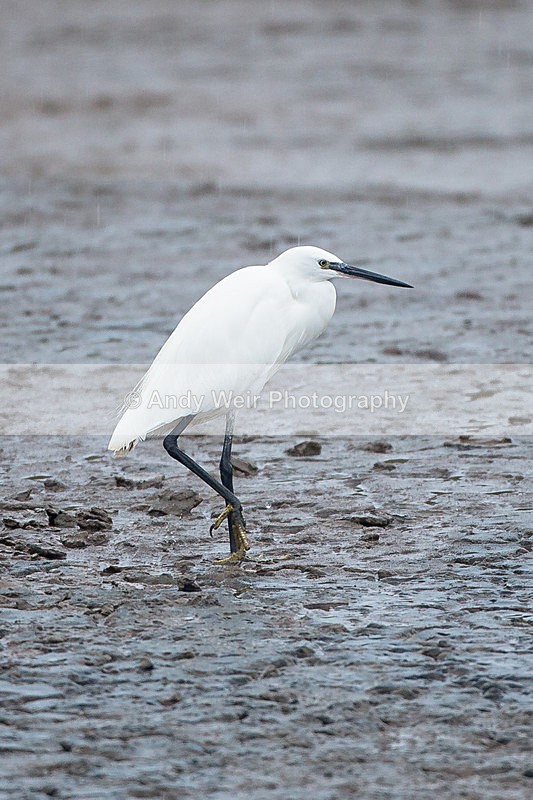 20140929-3K8A6102 - Herons & Egrets