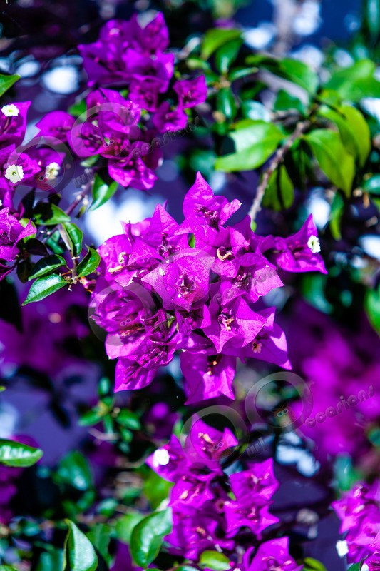 Bougainvillea-15 - Plants and trees