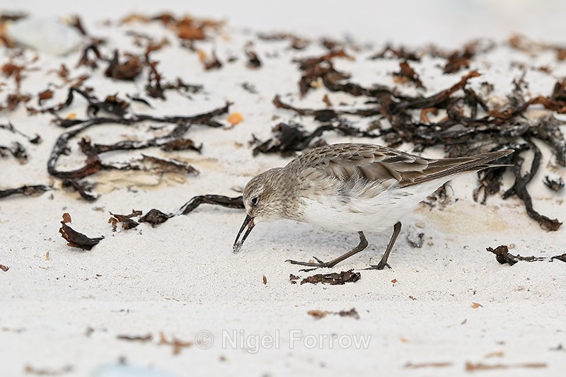 White-rumped Sandpiper finds food, Volunteer Point, Falklands - White-rumped Sandpiper