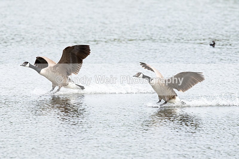 20150523-8E0A8984 - Geese