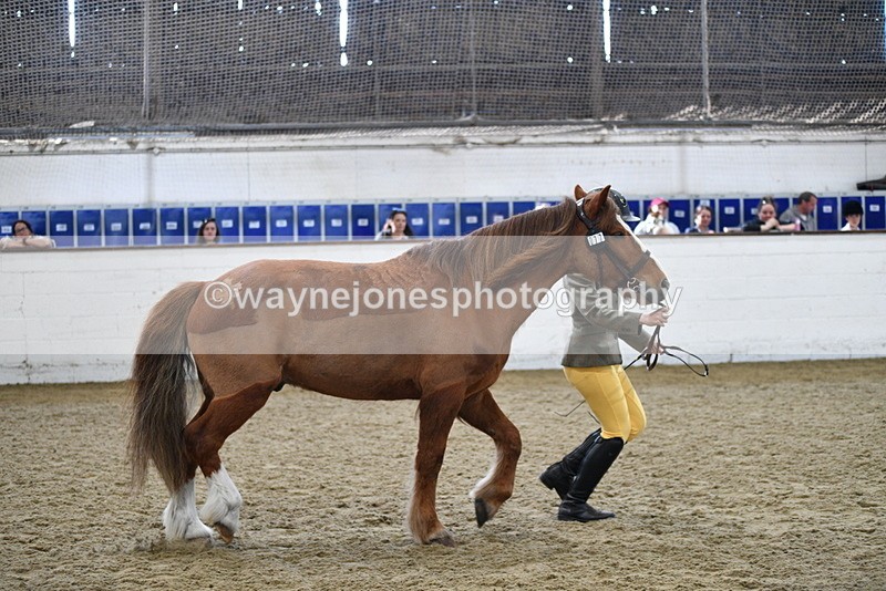 WJ5_4469 - Class 3 Part Bred In hand
