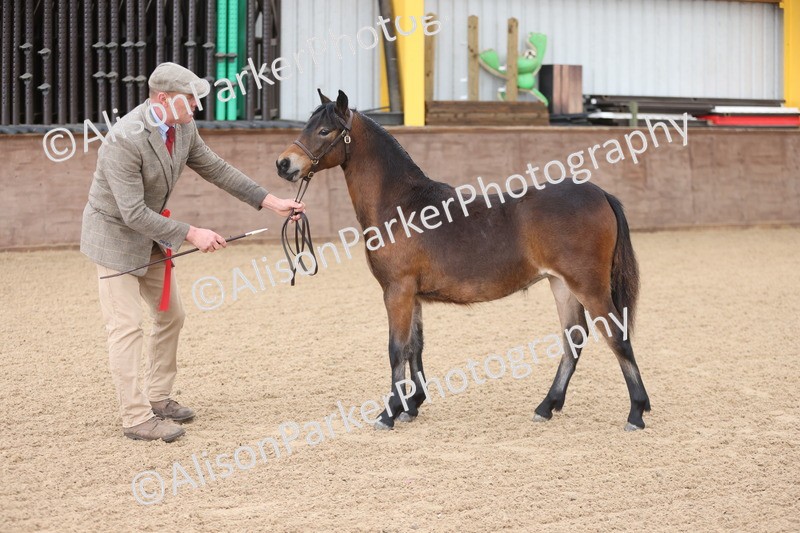 20251109-0487 - Class 17 - Foals