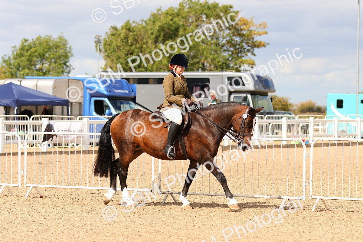 SBM_15469 - Class 214 - Ridden Show Cob
