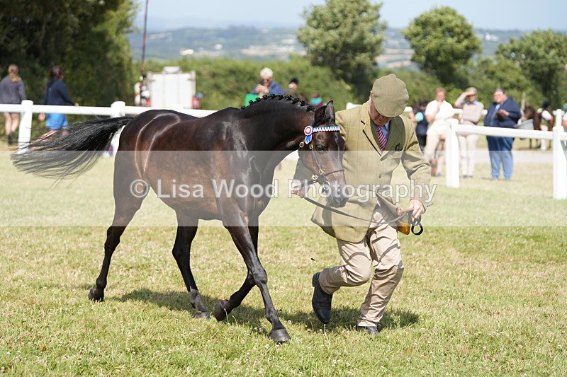 DSC07374 - Class 69: NPS Show Pony 4 years and over