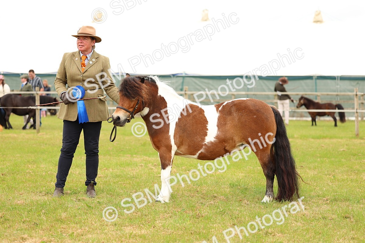 SBM_04396 - Class 64-67 - Shetland Pony In Hand