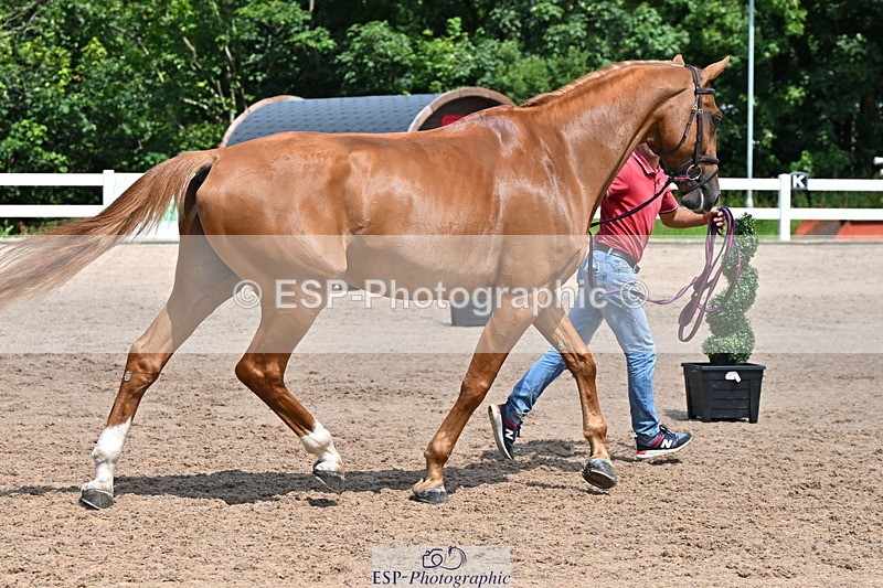 240718A-105259-01405 - Trot Up 12pm to 1pm
