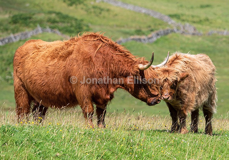 Highland Cows - Scotland