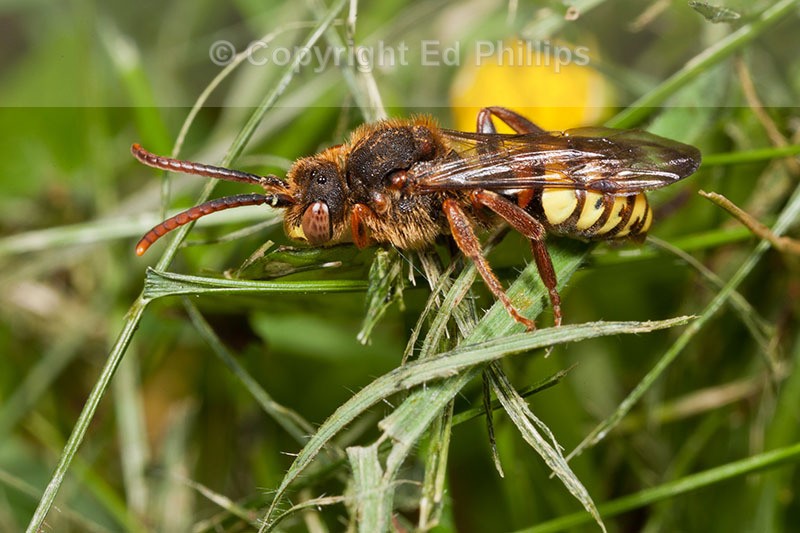 Nomada lathburiana  - Male