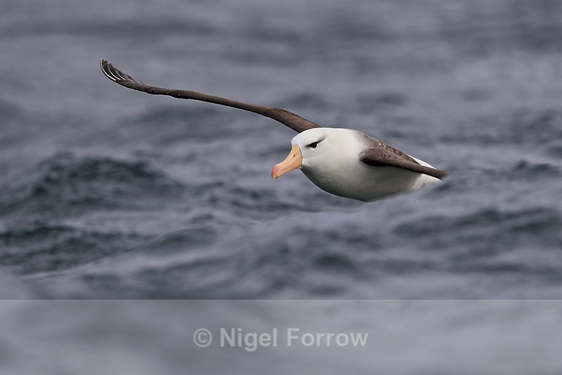 Black-browed Albatross emerges from behind wave, Falklands - Black-browed Albatross
