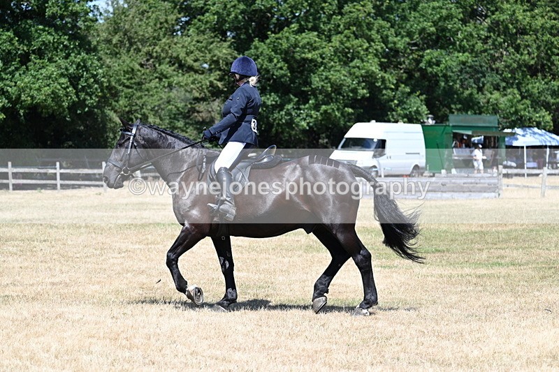 WJ7_2938 - Class 7 Riding Club Show Horse
