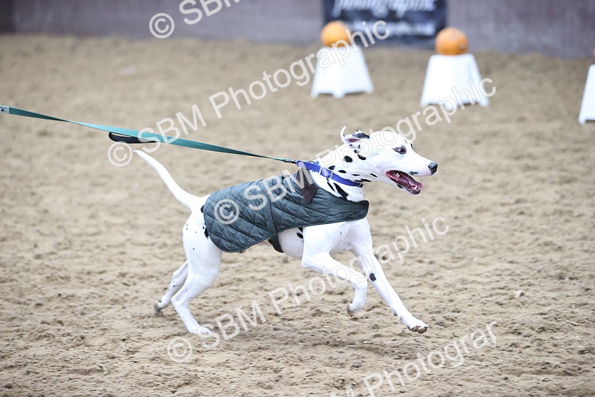 SBM_001499 - Class 3 - Horse & Hound 60cm