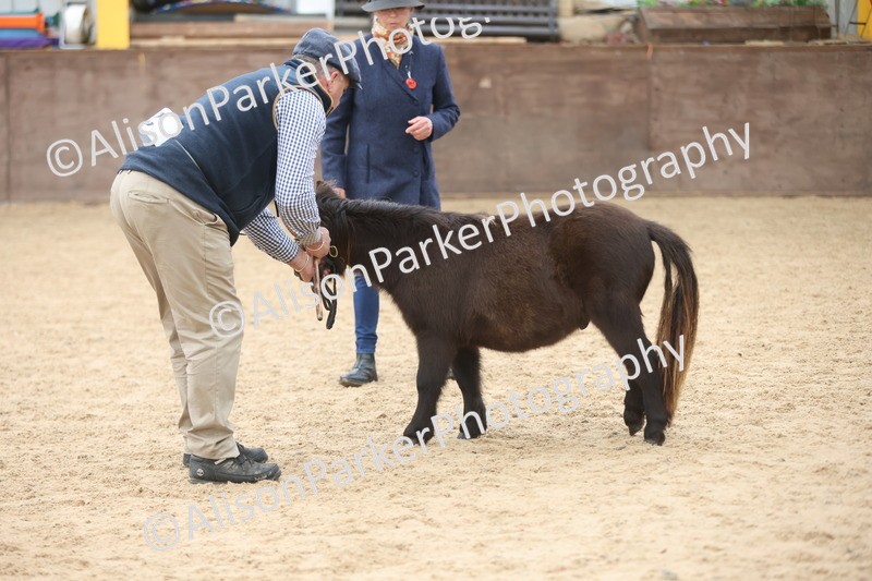 20251109-0183 - Class 10 - Yearling, Colt, Filly or Gelding