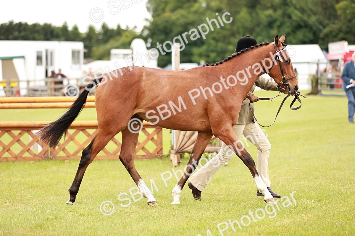 SBM_04767 - Class 35-38 Riding Horse Breeding