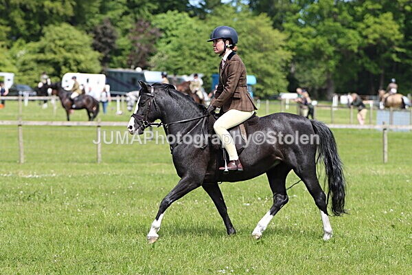 IMG_3383 - Working Hunter
