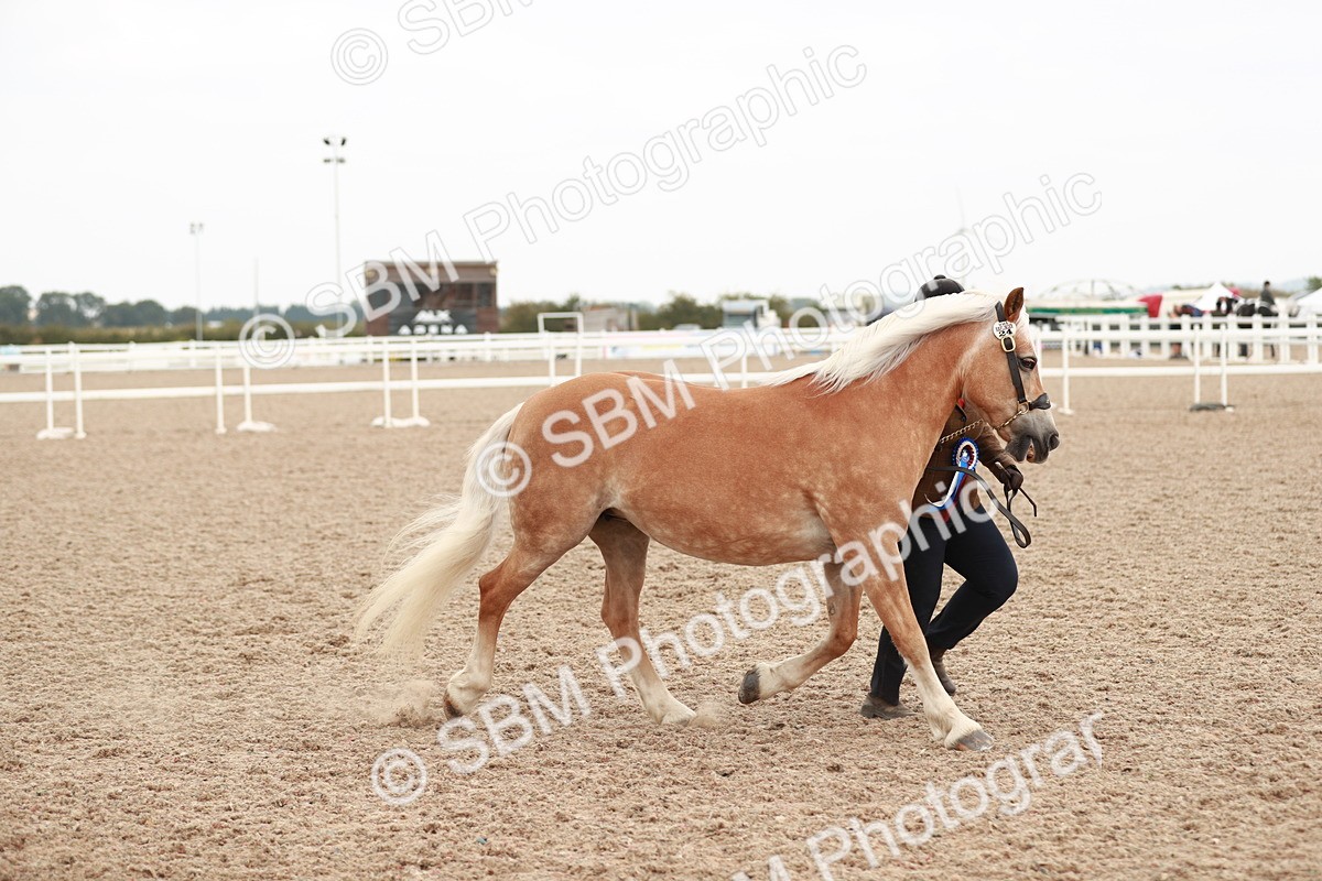 SBM_11948 - Class 206 IH Non Show Type Pony