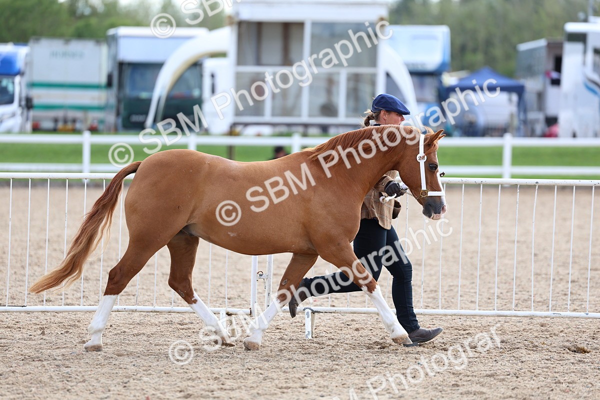 SBM_18720 - Class 317 - IH Pure Bred Horse-Pony