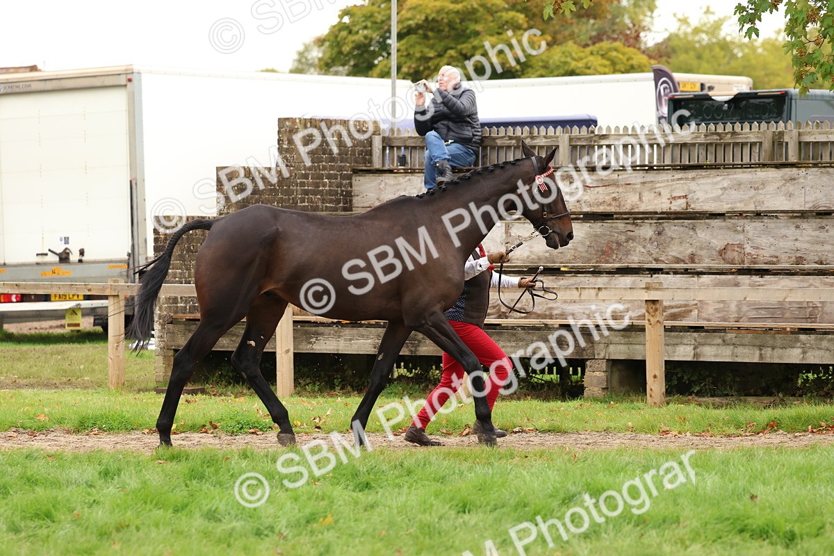 SBM_59877 - S36 - Rehabiliated Rescue Horse & Pony In Hand & Ridden