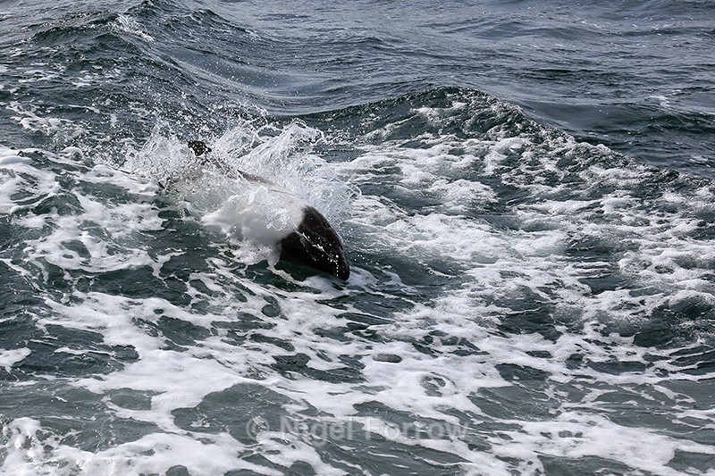 Commerson's Dolphin in boat wake, Falklands - Dolphin