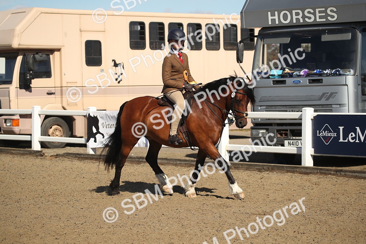 SBM_12799 - Class 504b - Junior Working Veteran - 40cm (20+)