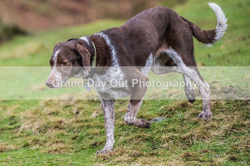 BB Kong-1151 - Kong Running BB Kong Fell Race Saturday 17th February 2024