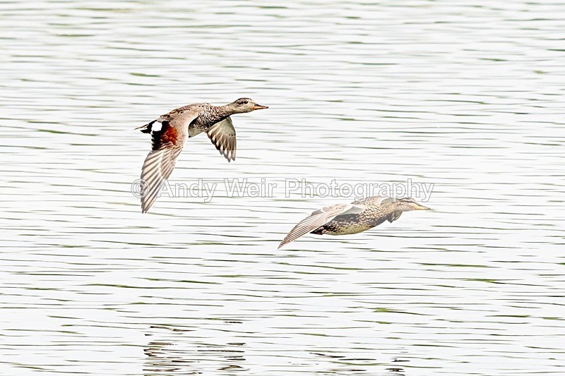 20180608-Woolston8E0A9529 - Gadwall