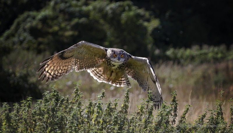Eagle Owl - Flora & Fauna
