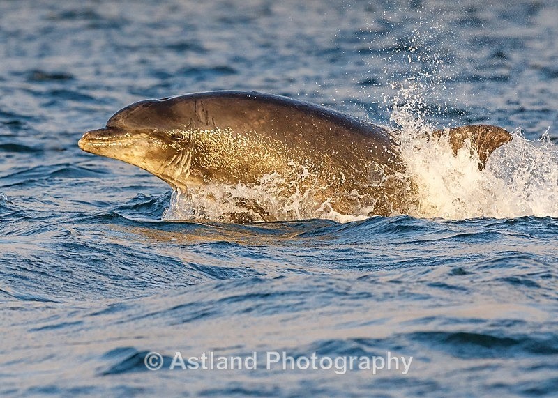 Astland Photography, Bird and Wildlife Images, Susan and Peter Wilson, U.K.
