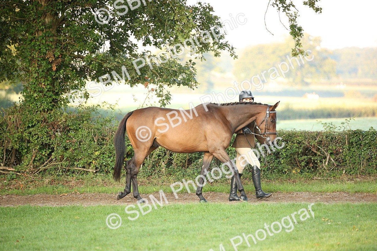 SBM_56793 - S49 - Riding Horse & Hack & Thoroughbred In Hand