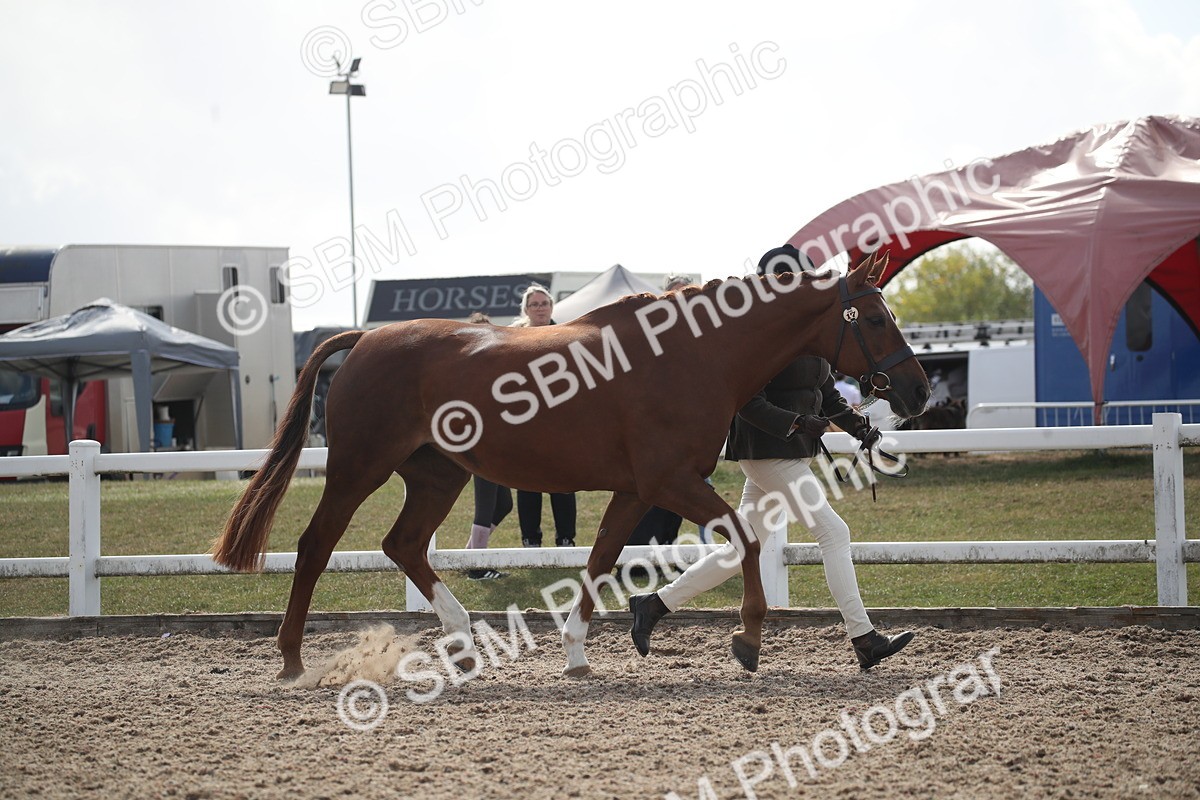 SBM_23086 - Class 606 - 2026 - Area - IH Pre Vet