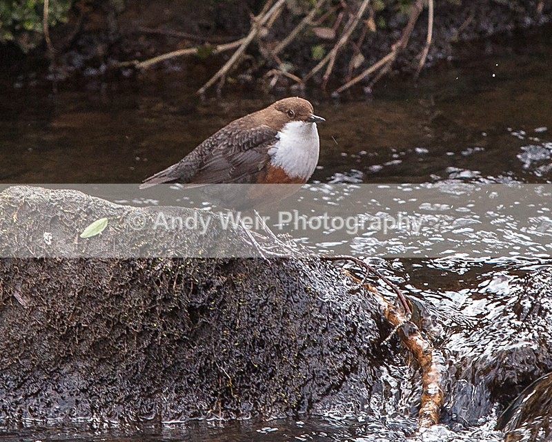 20130410-_MG_3034 - Dippers