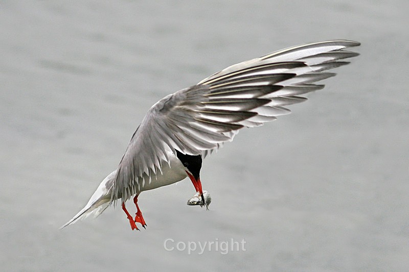 Common Tern - Birds