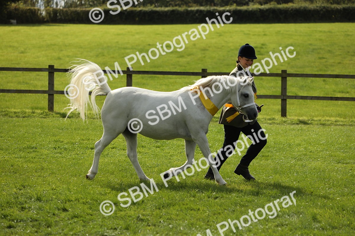 SBM_62885 - S46 - Mountain & Moorland In Hand Small Breeds